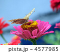 4577985