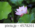 初夏に咲く花　蓮の花