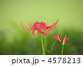 秋に咲く花　曼珠沙華