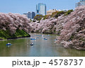 千鳥ヶ淵の満開の桜とボート遊びの花見客