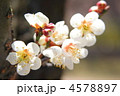 白梅の花