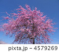 八重紅枝垂れ桜