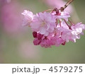 八重紅枝垂れ桜