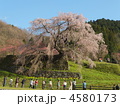 又兵衛桜