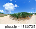 波照間島でのキビ畑と分かれ道
