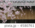 桜 枝垂れ桜 茶屋