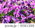 4581366