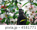 ボケの花にくるヒヨドリ