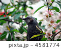 ボケの花にくるヒヨドリ