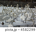 白鳥の群れ