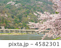 桜の渡月橋