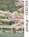 桜の渡月橋