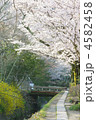 桜の哲学の道