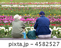 チューリップ畑　ひととき