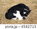 子牛