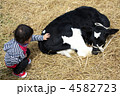 子牛と子供　ふれあい
