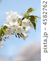 山桜