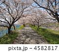 桜のトンネル