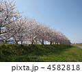 河川敷の桜並木