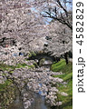桜満開の唐沢川