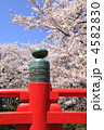 朱色の欄干と桜
