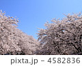 満開の桜