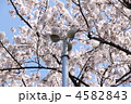 桜と風速計