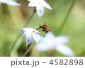 ハナニラ × 虫