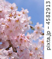 満開の桜