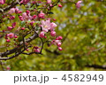 4月　ボケ・バラ科22