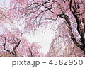 4月　枝垂桜シダレザクラ89サクラ・バラ科