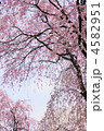 4月　枝垂桜シダレザクラ90サクラ・バラ科