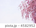 4月　枝垂桜シダレザクラ91サクラ・バラ科