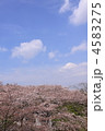 桜（飯山白山森林公園付近）