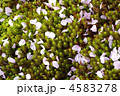 杉苔に桜の花びら