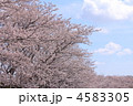 桜と青空と雲