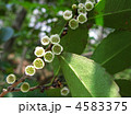 ヒサカキの花