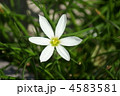 玉簾たますだれ　別名レインリリー