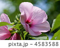 芙蓉　薄紅色の大輪です。
