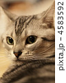 見返り猫