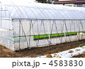 稲苗の育苗　田植えの準備　育苗のハウス