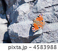 クジャクチョウ