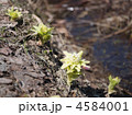 ふきのとう