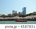 満開の桜とOBP