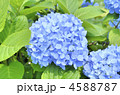 紫陽花