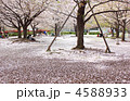 桜花絨毯