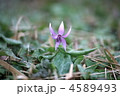 4589493