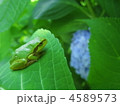 雨蛙と紫陽花
