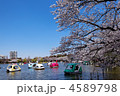 不忍池の満開の桜並木とボート遊びの花見客
