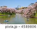 千鳥ヶ淵の満開の桜とボート遊びの花見客